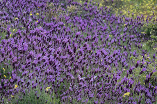 Imagem de Lavandula pedunculata (Mill.) Cav.