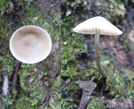 Image of Mycena polygramma (Bull.) Gray 1821