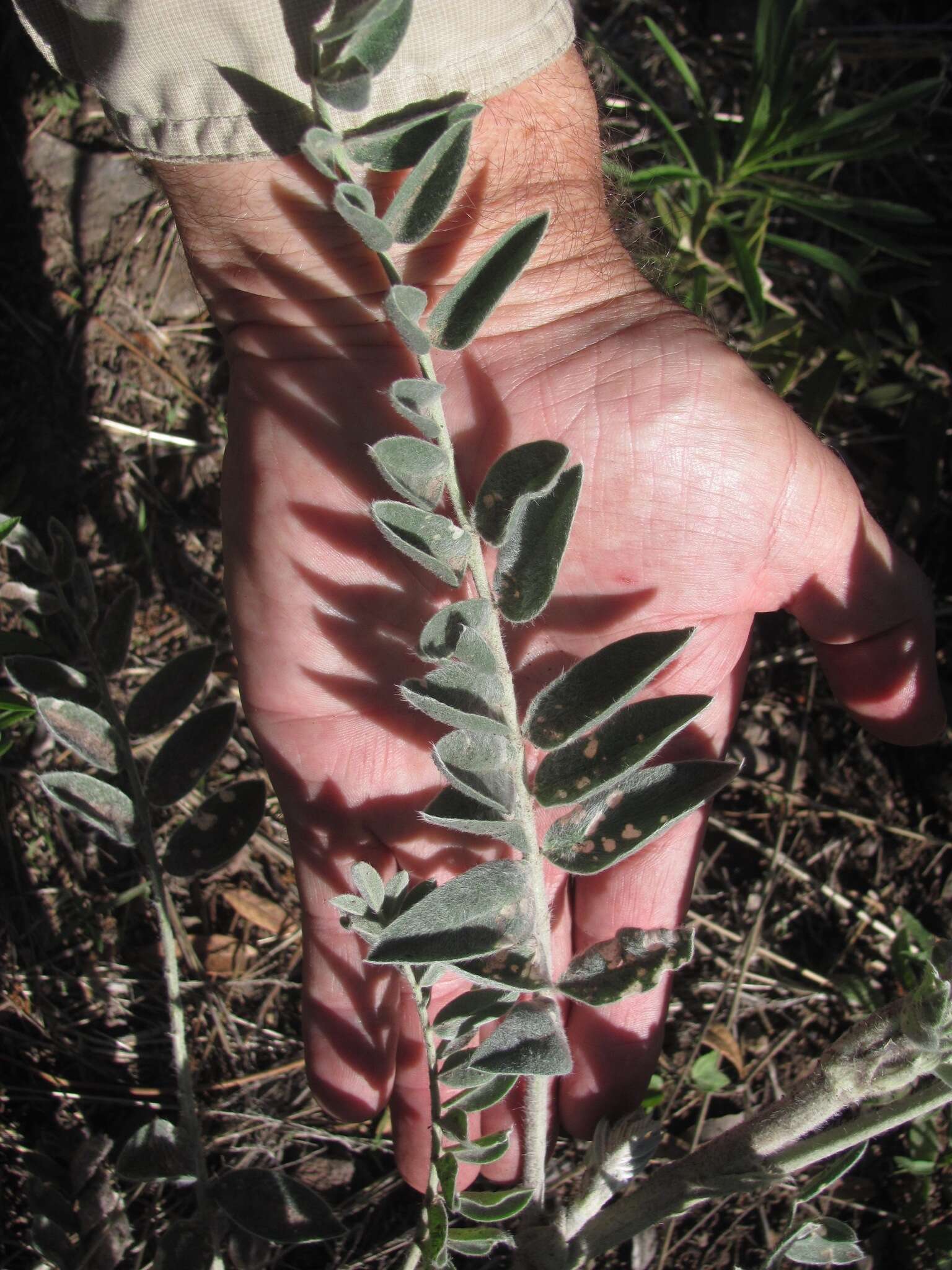 Image of giant milkvetch