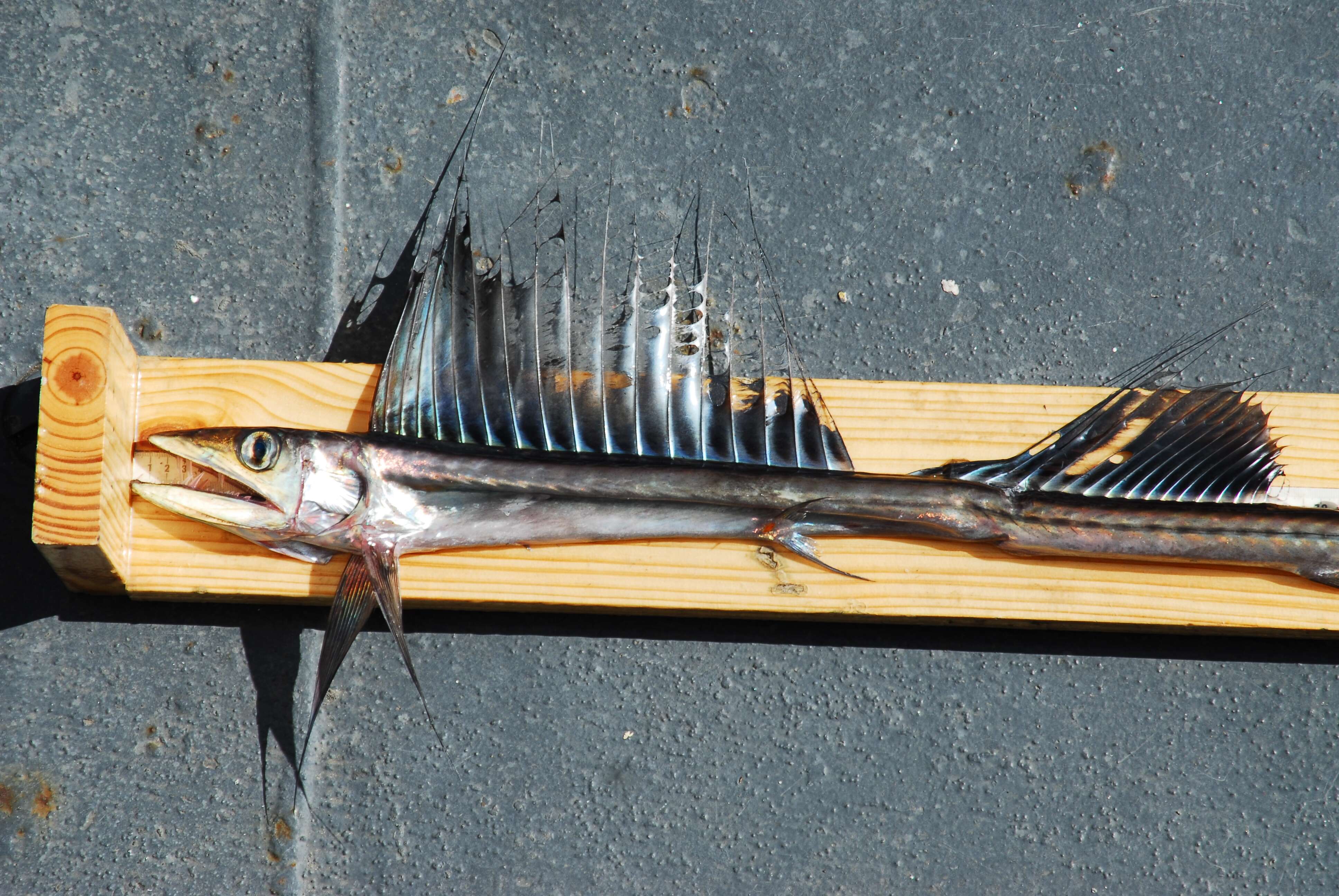 Image of lancetfishes