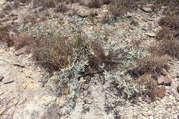Image of Pervillaea venenata (Baill.) J. Klack.
