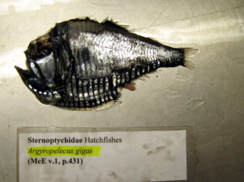 Image of Giant Hatchetfish