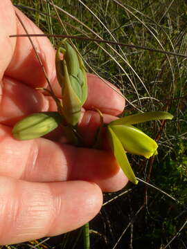 Image of Albuca juncifolia Baker