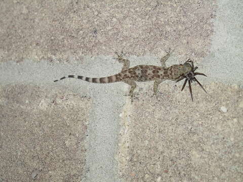 Image of Common House Gecko