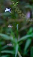 Image of Lobelia flaccida (C. Presl) A. DC.