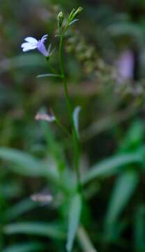 Sivun Lobelia flaccida (C. Presl) A. DC. kuva