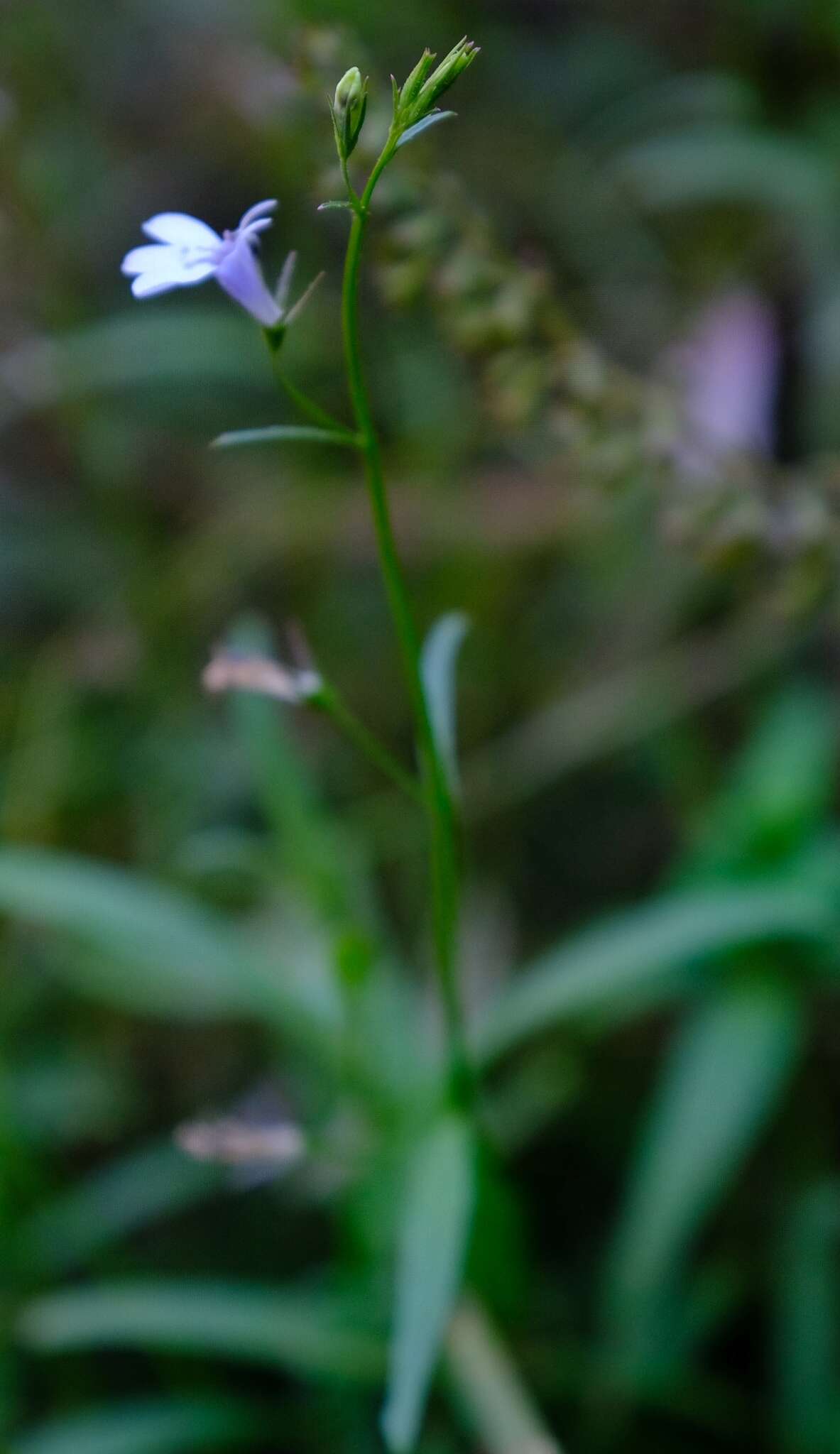 Слика од Lobelia flaccida (C. Presl) A. DC.