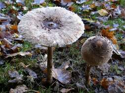 Image of Macrolepiota procera (Scop.) Singer 1948