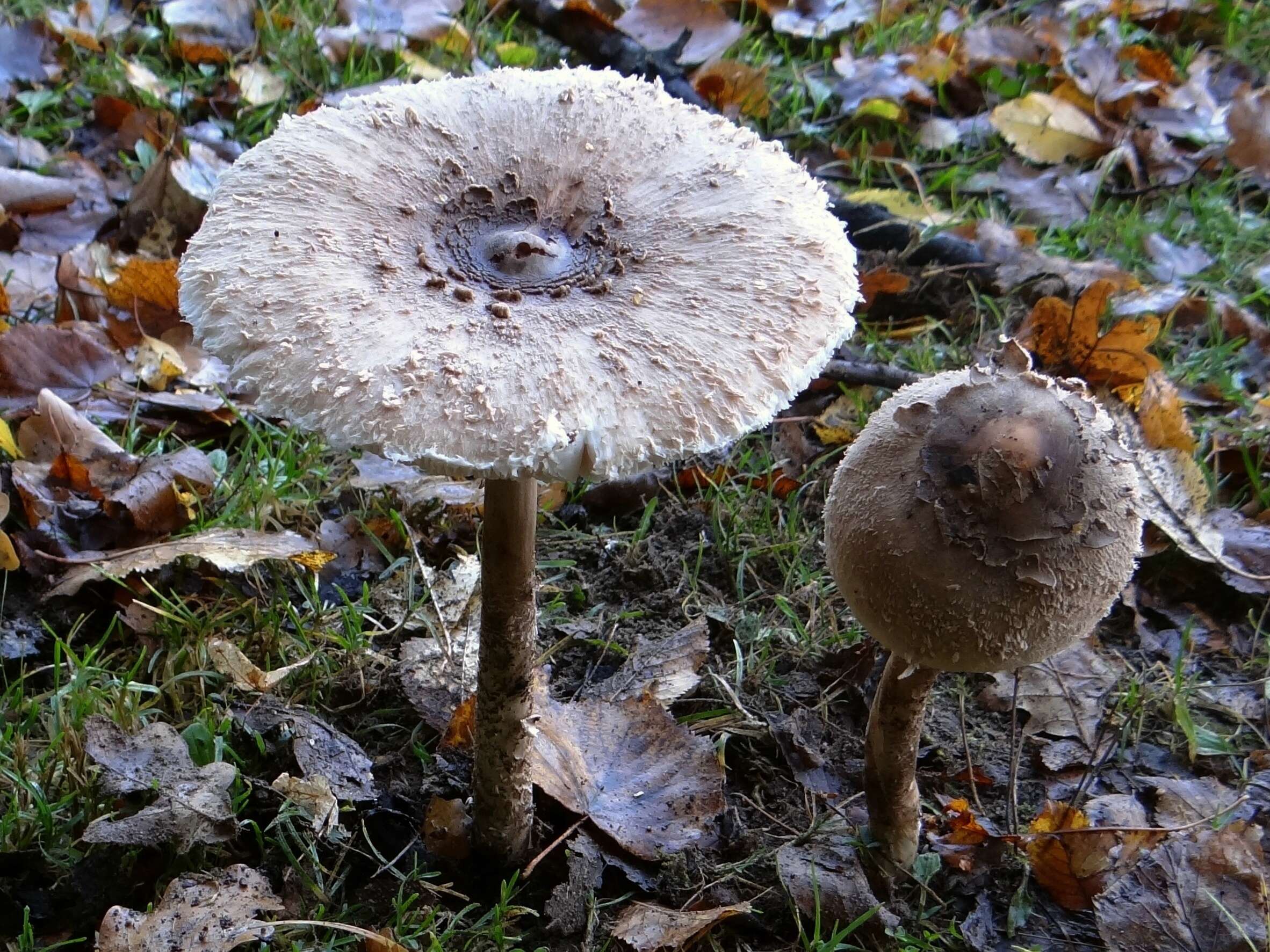 Image of Macrolepiota procera (Scop.) Singer 1948