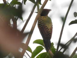 Image of Caatinga Woodpecker