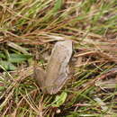 Image of Brown Tree Frog