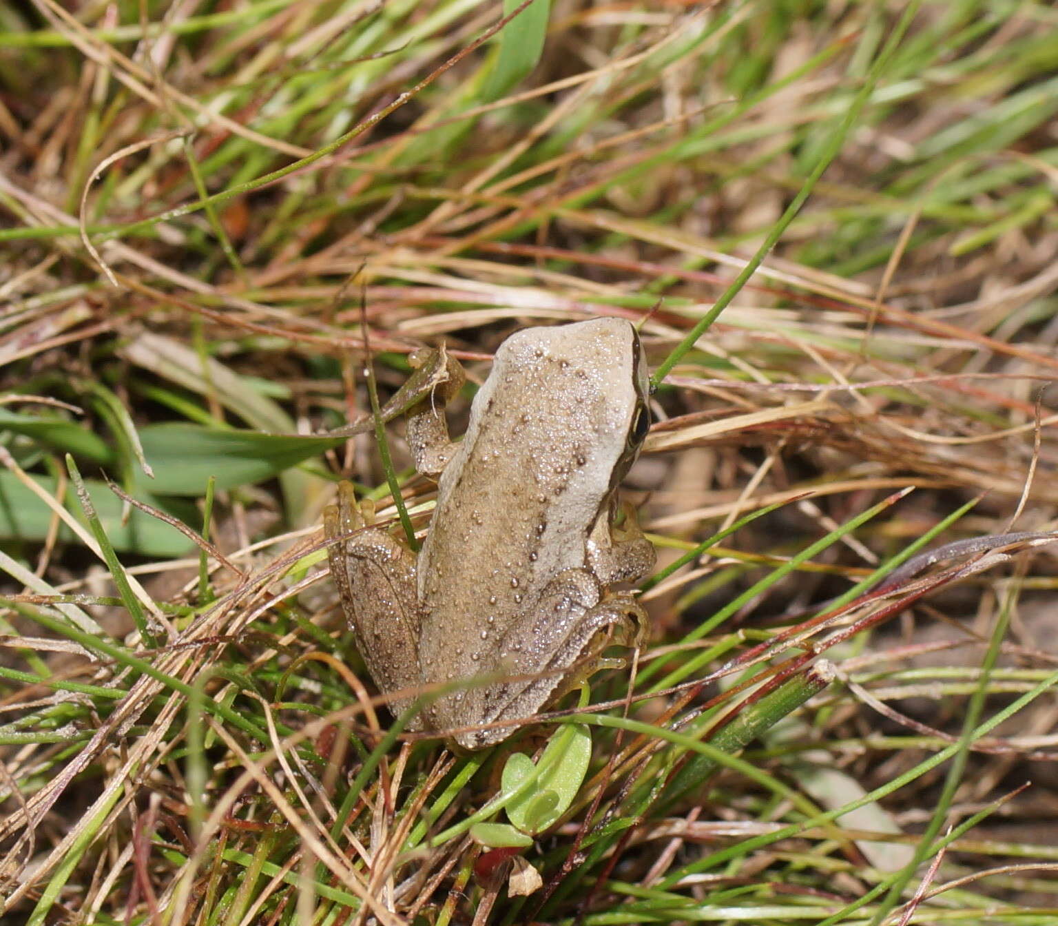 Image of Brown Tree Frog