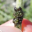 Слика од Brachycaudus (Prunaphis) cardui (Linnaeus 1758)