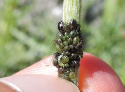 Слика од Brachycaudus (Prunaphis) cardui (Linnaeus 1758)