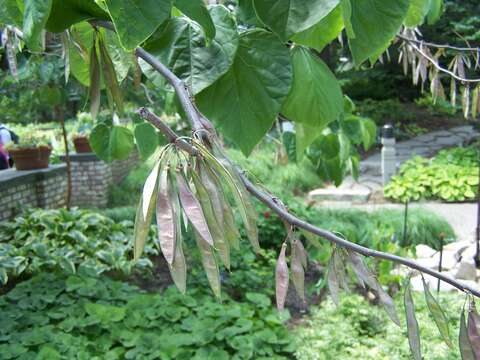 Слика од Cercis canadensis L.