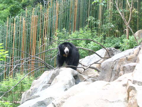 Image of Sloth Bear