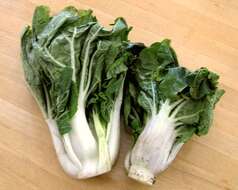 Image of pak choi