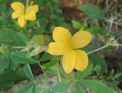 Plancia ëd Barleria prionitis L.