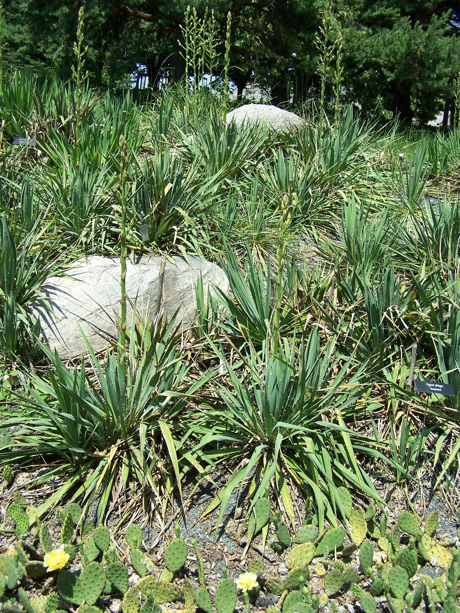 Image of soapweed yucca