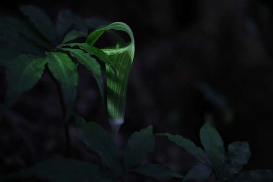 Image of Arisaema heterocephalum subsp. heterocephalum