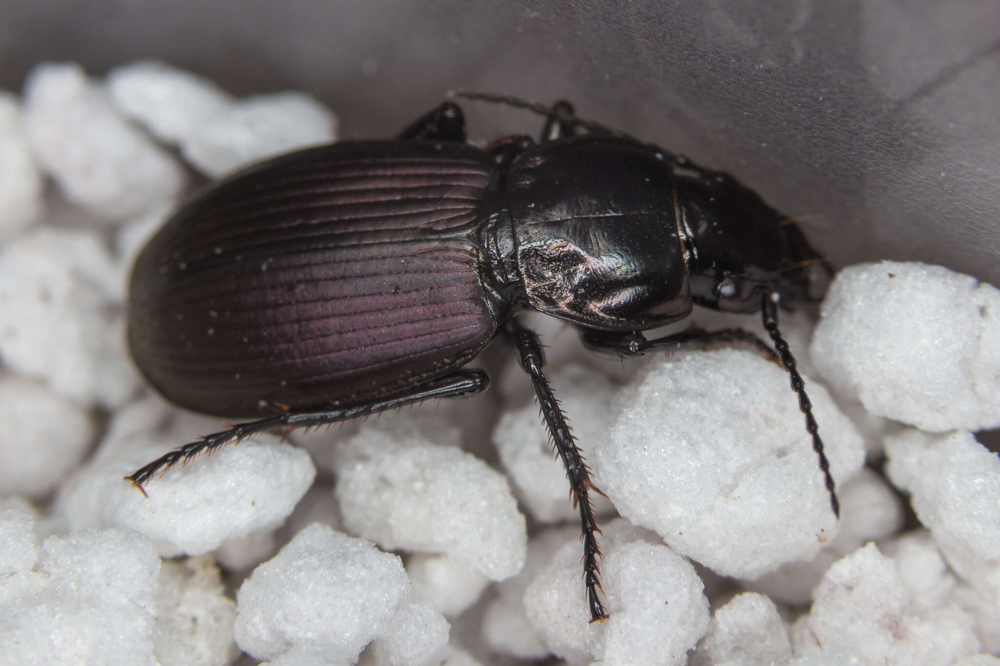 Plancia ëd Pterostichus (Eosteropus) mannerheimii (Dejean 1831)