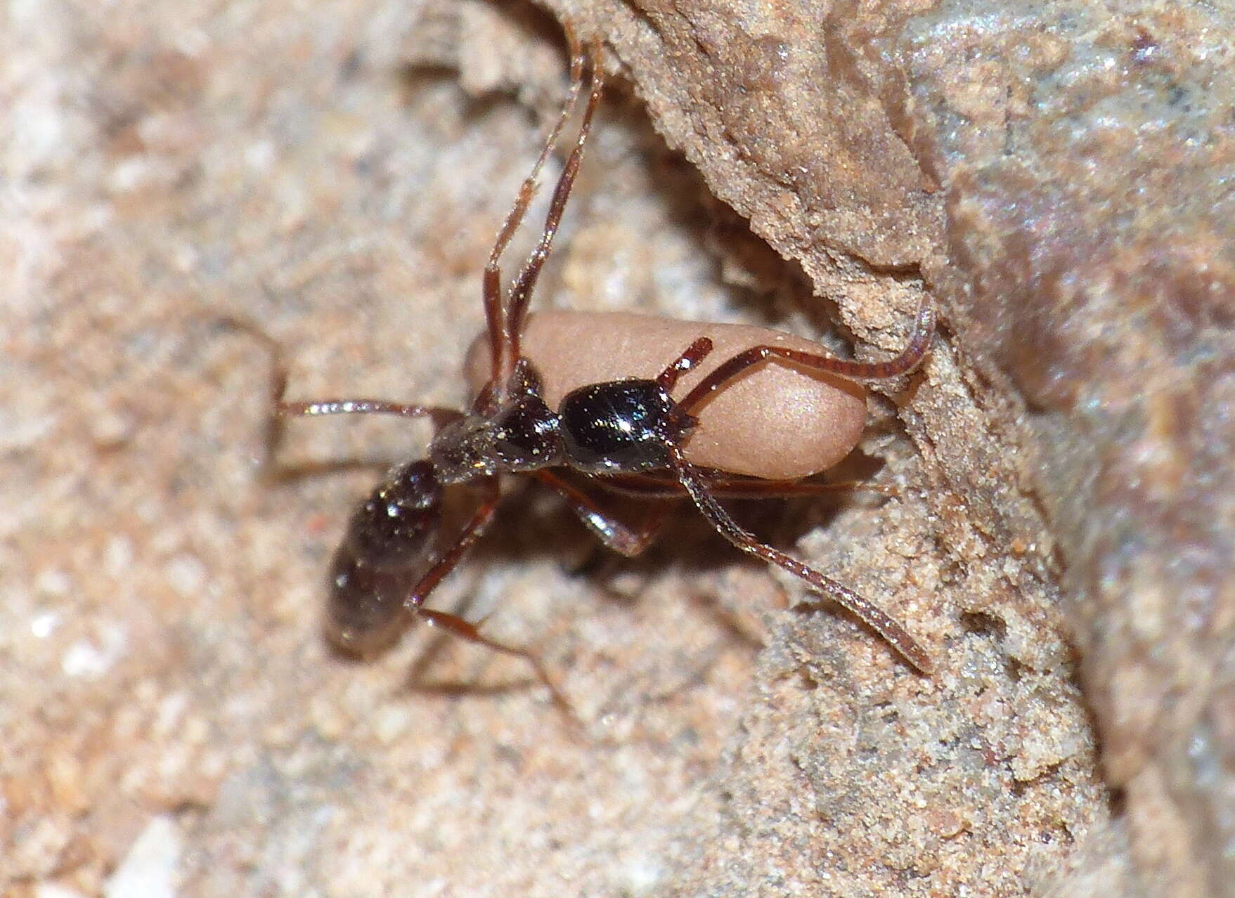 Image of Leptogenys mactans Bolton 1975