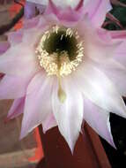 Image of Echinopsis oxygona