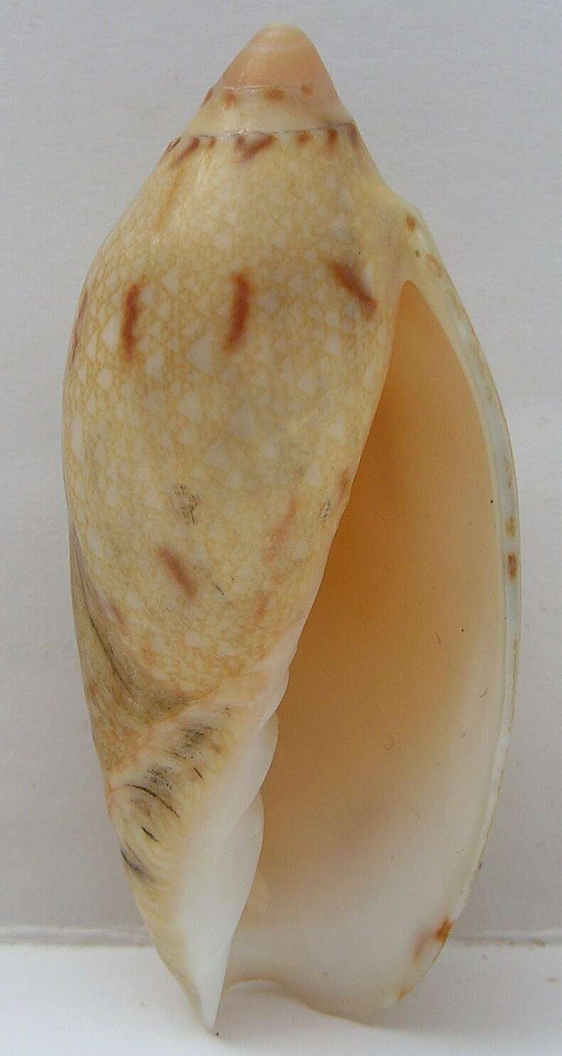 Image of Amoria praetexta (Reeve 1849)
