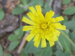 Image of Mouse-ear-hawkweed