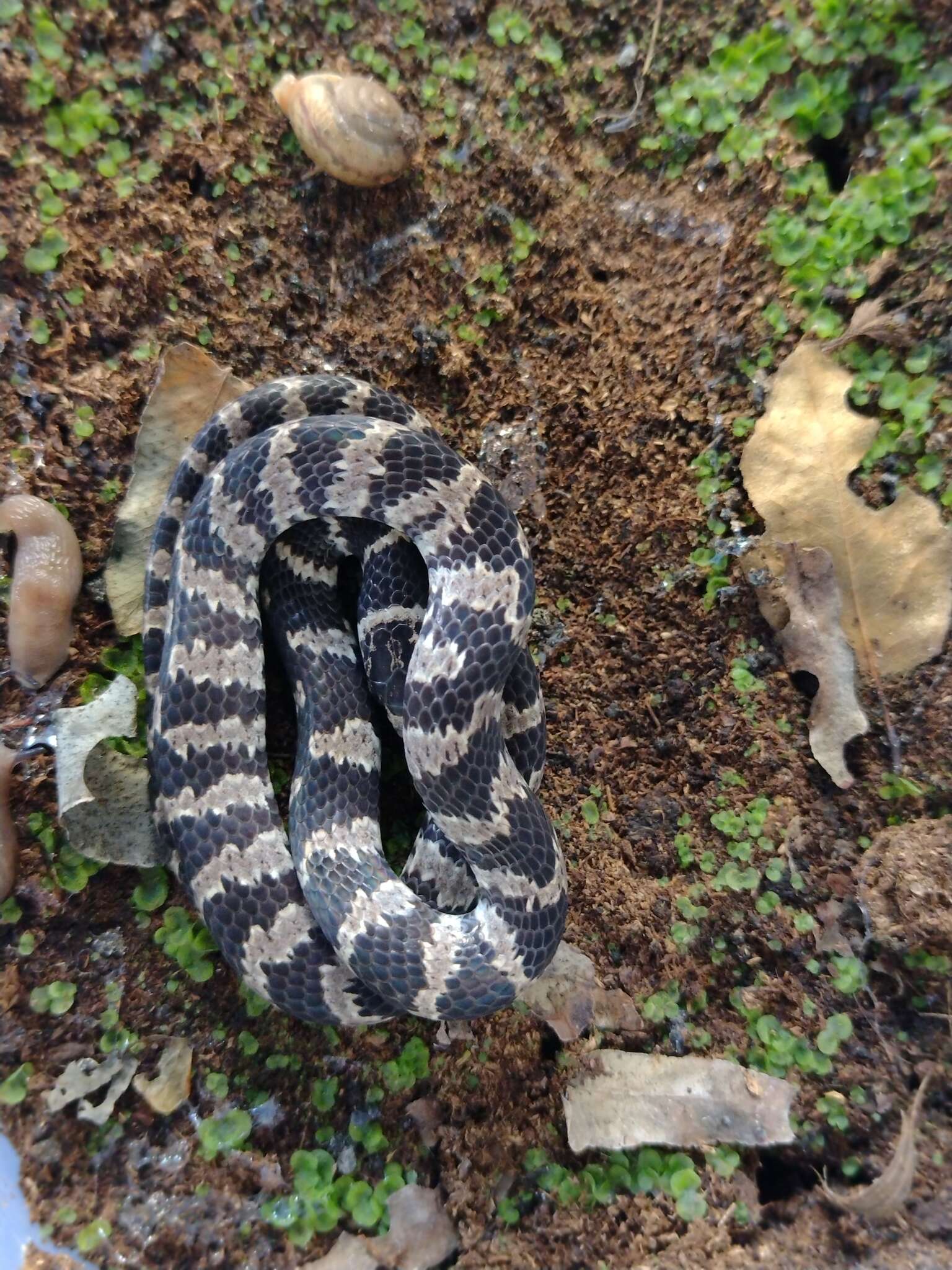 Image of Sibynomorphus mikanii (Schlegel 1837)