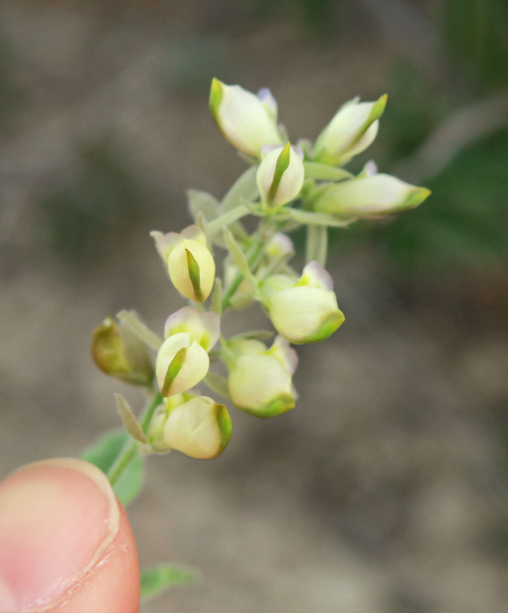 Image of eggleaf milkwort