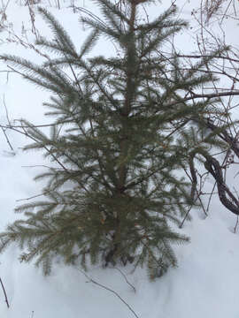 Image of red spruce