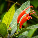 Imagem de Gesneria ventricosa Sw.