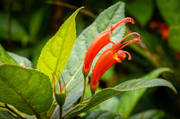 Image of Gesneria ventricosa Sw.