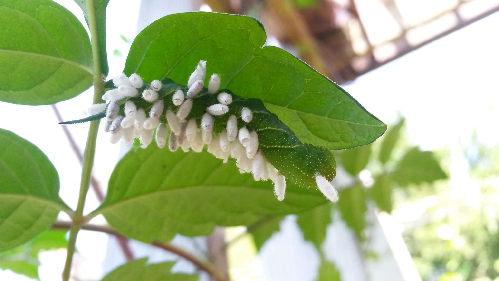 Image of Cotesia congregata bracovirus