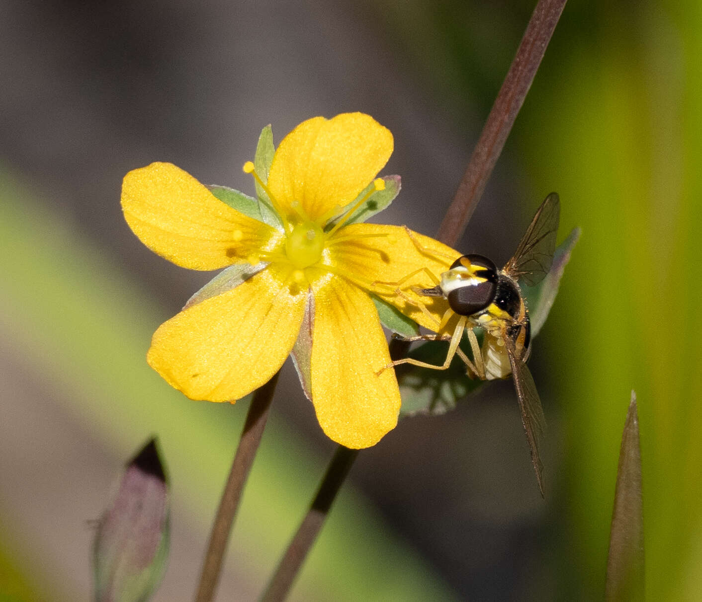 Image of Sphaerophoria macrogaster (Thomson 1869)