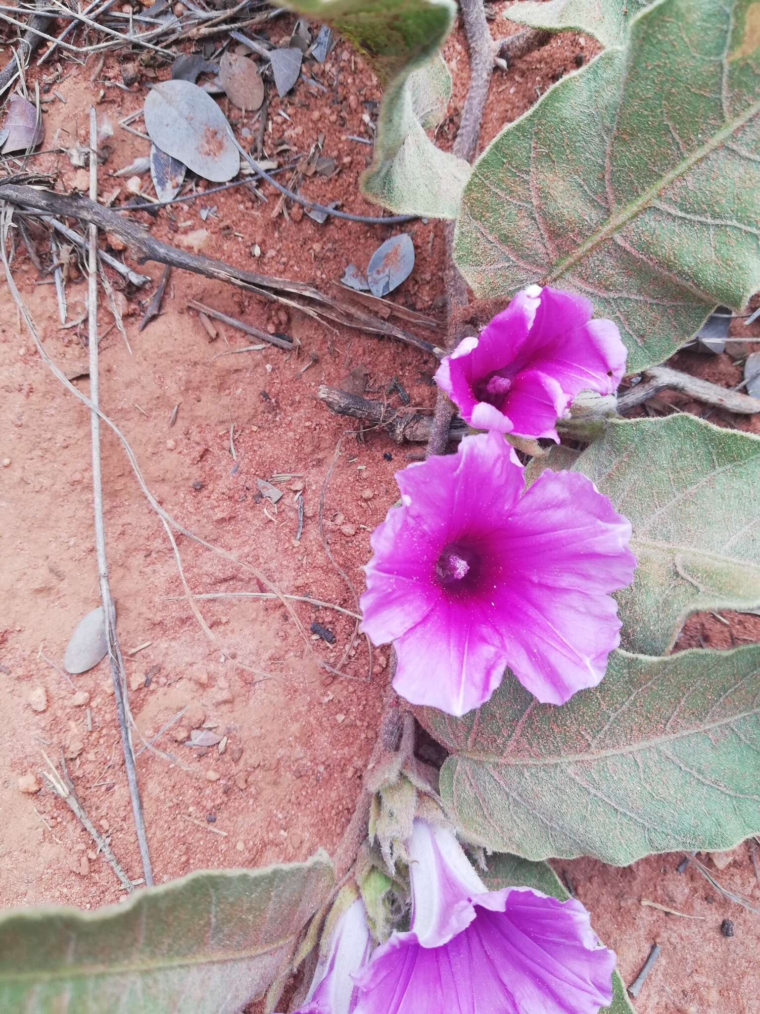 Image of Ipomoea ommanneyi Rendle