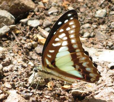 Graphium eurypylus (Linnaeus 1758) resmi