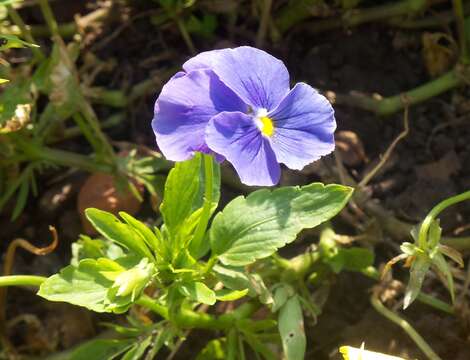 Слика од Viola wittrockiana Gams ex Nauenb. & Buttler