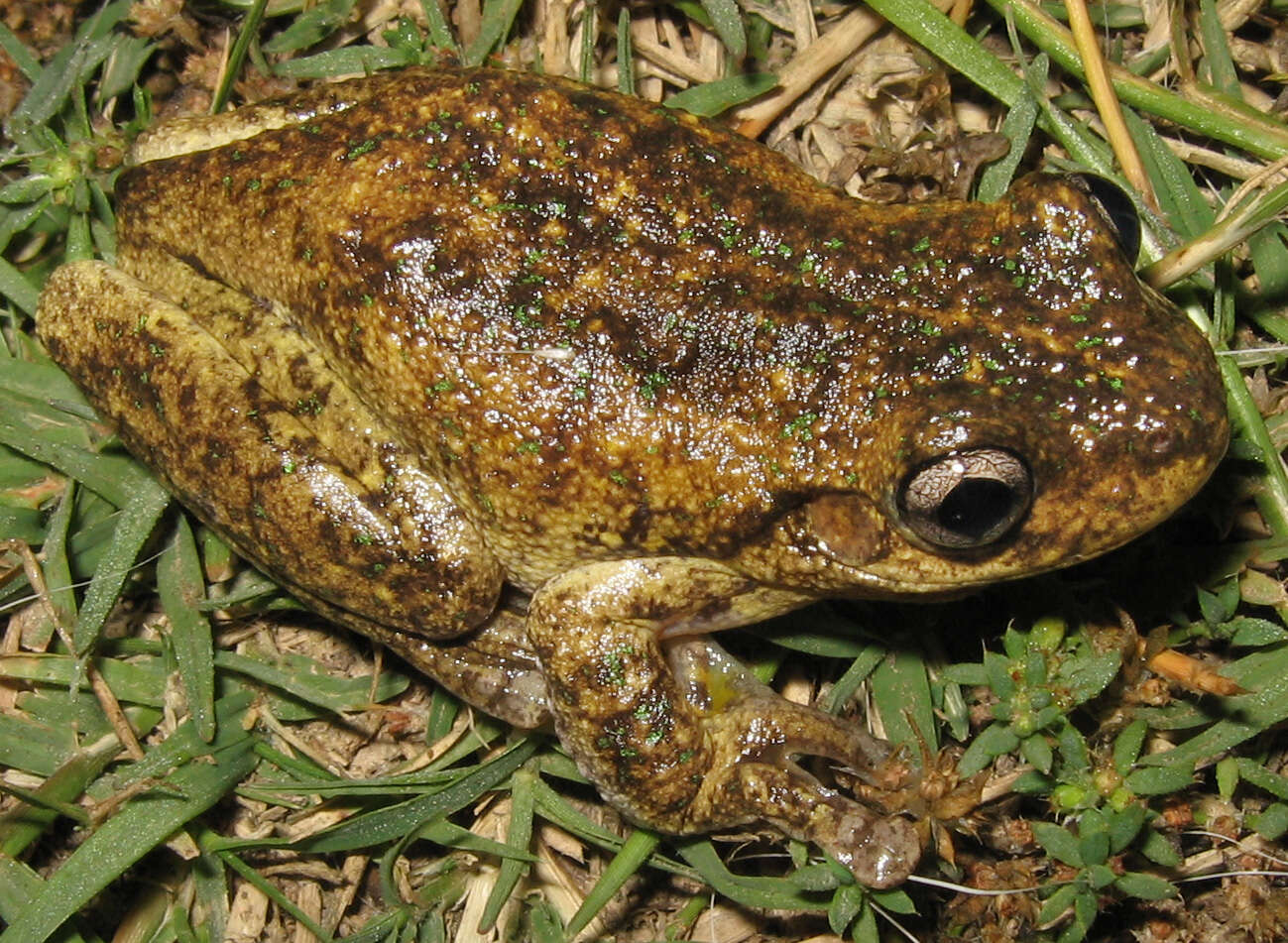 Image of Emerald Spotted Treefrog