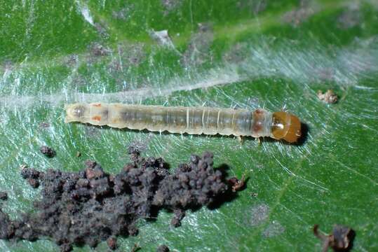 Image of Sycacantha inopinata Diakonoff 1973