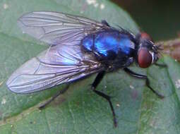 Image of Eudasyphora cyanicolor (Zetterstedt 1845)