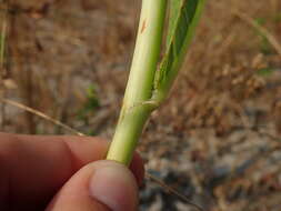 Image of Jatropha elliptica (Pohl) Oken