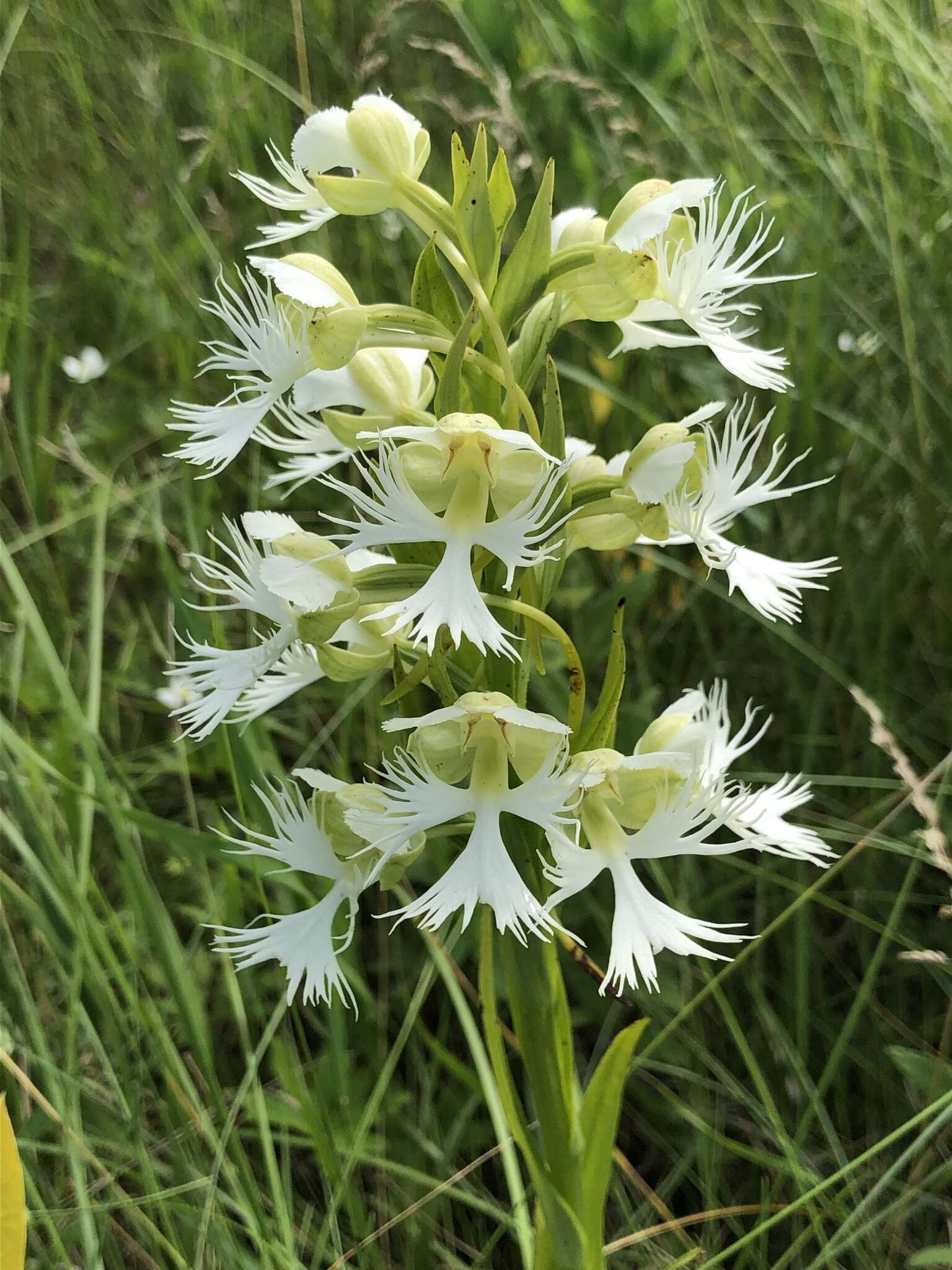 Image of Western prairie fringed orchid