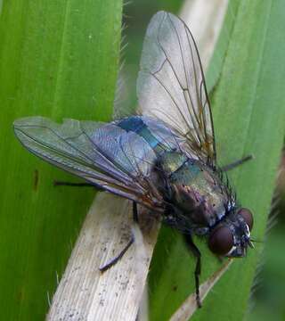 Image of Eudasyphora cyanella (Meigen 1826)