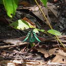 Image of Urania fulgens Walker 1854