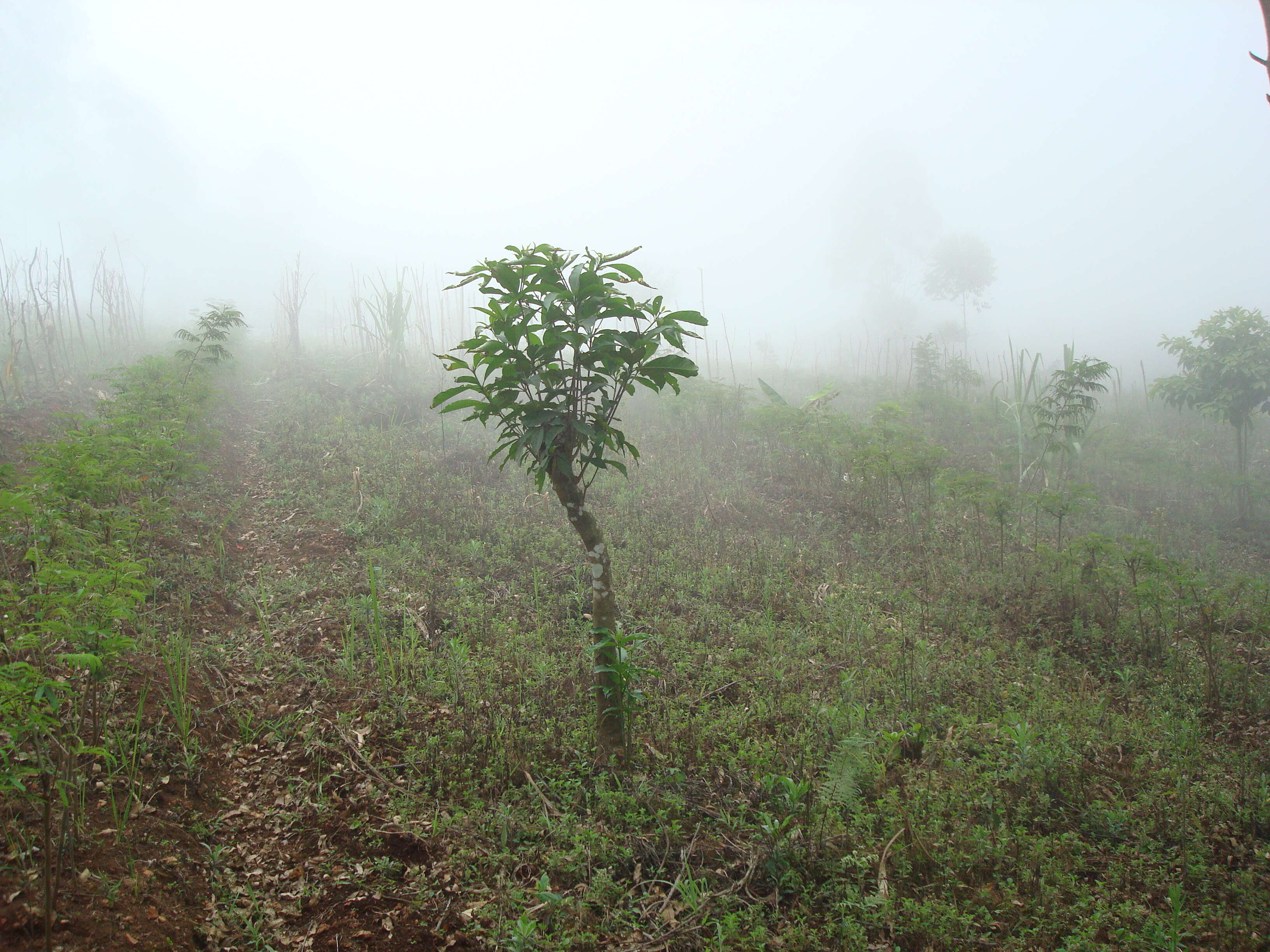 Image of Black wattle