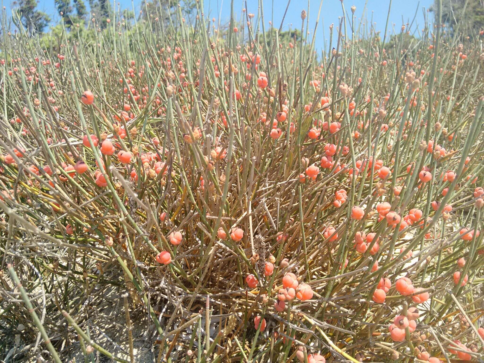 Image of Sea Grape