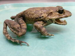 Image of Greater Swamp Frog