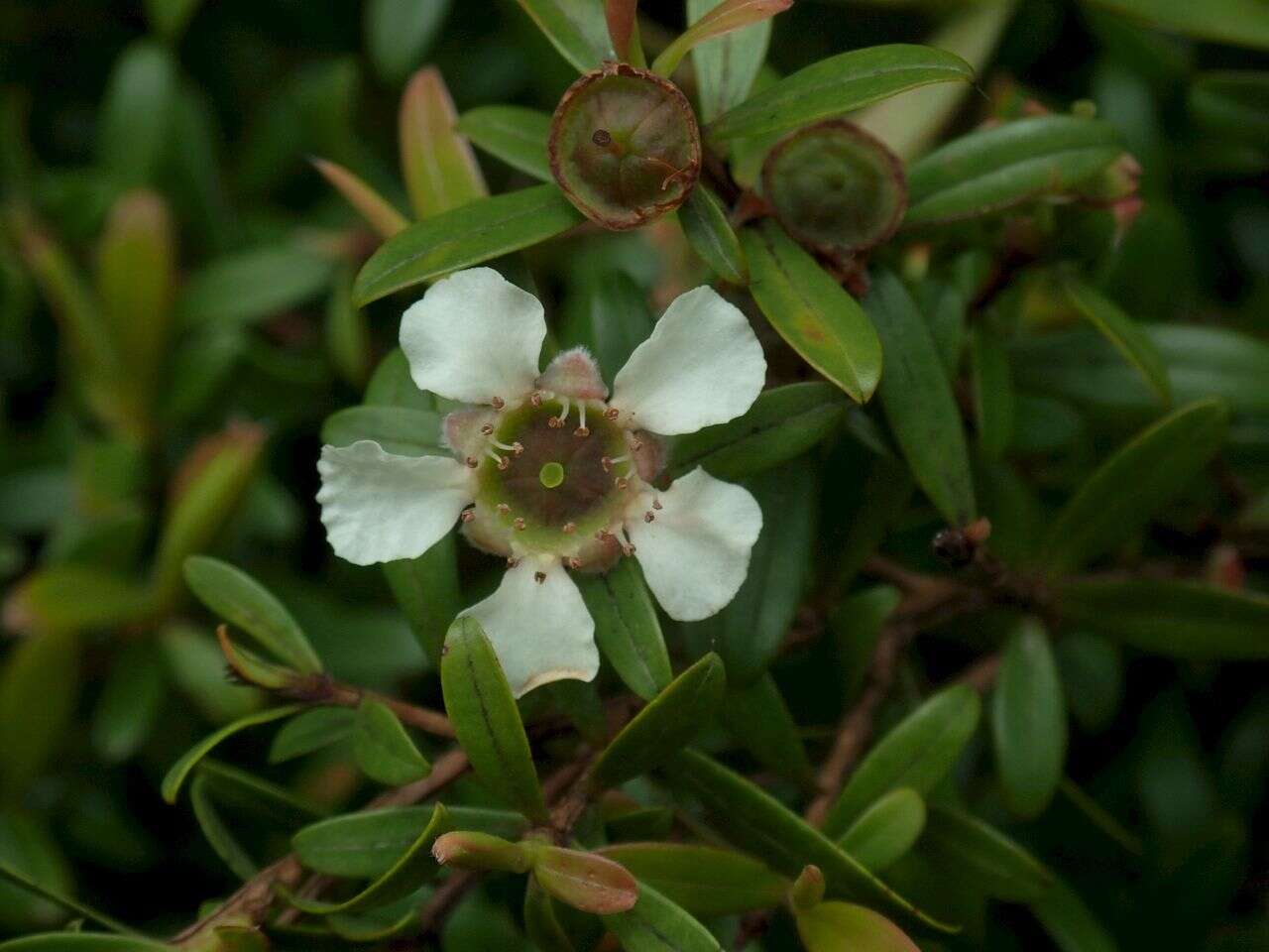 Image of Leptospermum wooroonooran F. M. Bailey